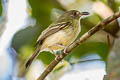 Southern Bentbill Oncostoma olivaceum