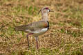 Southern Lapwing Vanellus chilensis cayennensis