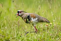 Southern Lapwing Vanellus chilensis cayennensis