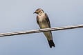 Southern Rough-winged Swallow Stelgidopteryx ruficollis aequalis