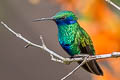 Sparkling Violetear Colibri coruscans coruscans 