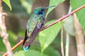 Sparkling Violetear Colibri coruscans coruscans 