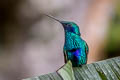 Sparkling Violetear Colibri coruscans coruscans 