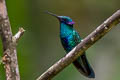 Sparkling Violetear Colibri coruscans coruscans 