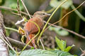 Speckled Spinetail Thripophaga gutturata