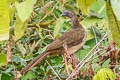 Speckled Chachalaca Ortalis guttata guttata