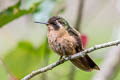 Speckled Hummingbird Adelomyia melanogenys cervina