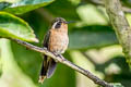 Speckled Hummingbird Adelomyia melanogenys cervina