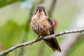 Speckled Hummingbird Adelomyia melanogenys cervina