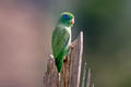 Spaectacled Parrotlet Forpus Forpus conspicillatus conspicillatus