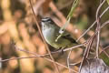 Spectacled Tyrannulet Zimmerius improbus tamae (Specious Tyrannulet)