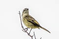 Spectacled Tyrannulet Zimmerius improbus improbus (Specious Tyrannulet)