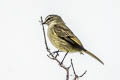 Spectacled Tyrannulet Zimmerius improbus improbus (Specious Tyrannulet)