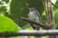 Spot-crowned Antvireo Dysithamnus puncticeps