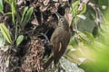 Spotted Woodcreeper Xiphorhynchus erythropygius aequatorialis