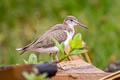 Spotted Sandpiper Actitis macularius