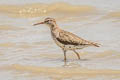 Spotted Sandpiper Actitis macularius