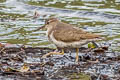 Spotted Sandpiper Actitis macularius