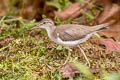 Spotted Sandpiper Actitis macularius