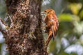 Star-chested Treerunner Margarornis stellatus (Fulvous-dotted Treerunner)