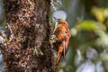 Star-chested Treerunner Margarornis stellatus (Fulvous-dotted Treerunner)