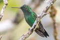 Steely-vented Hummingbird Saucerottia saucerottei warscewiczi