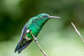 Steely-vented Hummingbird Saucerottia saucerottei saucerrottei 