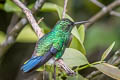 Steely-vented Hummingbird Saucerottia saucerottei saucerrottei 