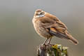 Stout-billed Cinclodes Cinclodes excelsior colombianus