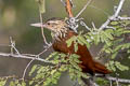 Straight-billed Woodcreeper Dendroplex picus picostris