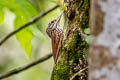 Straight-billed Woodcreeper Dendroplex picus saturatior