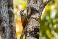 Straight-billed Woodcreeper Dendroplex picus saturatior