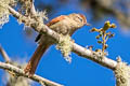 Streak-capped Spinetail Cranioleuca hellmayri