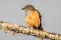 Streak-throated Bush Tyrant Myiotheretes striaticollis striaticollis 