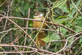 Streaked Tuftedcheek Pseudocolaptes boissonneautii meridae