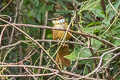 Streaked Tuftedcheek Pseudocolaptes boissonneautii meridae