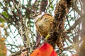 Streaked Tuftedcheek Pseudocolaptes boissonneautii boissonneautii