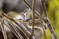 Streaked Xenops Xenops rutilans perijanus