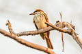 Streaked Flycatcher Myiodynastes maculatus difficilis