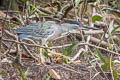Striated Heron Butorides striata striata (Little Green Heron)