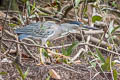 Striated Heron Butorides striata