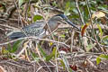 Striated Heron Butorides striata striata (Little Green Heron)