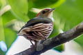 Striolated Manakin Machaeropterus striolatus antioquiae (Western Striped Manakin)