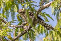 Stripe-backed Wren Campylorhynchus nuchalis pardus