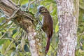 Strong-billed Woodcreeper Xiphocolaptes promeropirhynchus promeropirhynchus