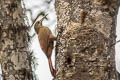 Strong-billed Woodcreeper Xiphocolaptes promeropirhynchus sanctaemartae