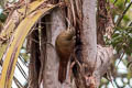 Strong-billed Woodcreeper Xiphocolaptes promeropirhynchus sanctaemartae