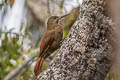 Strong-billed Woodcreeper Xiphocolaptes promeropirhynchus sanctaemartae