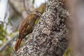 Strong-billed Woodcreeper Xiphocolaptes promeropirhynchus sanctaemartae