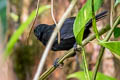 Stub-tailed Antbird Sipia berlepschi